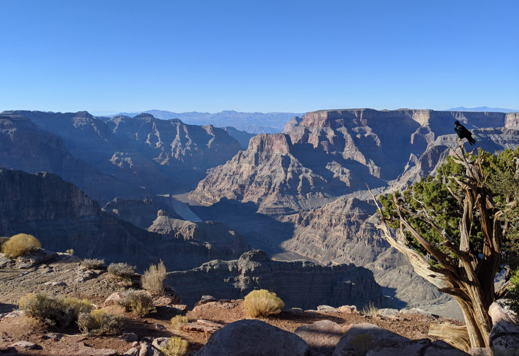 A vast, high-angle panoramic view of the Grand Canyon from Guano Point under a clear blue sky. In the foreground, a gnarled, weathered juniper tree stands on a rocky ledge with a black raven perched on its top branch. The deep canyon reveals layers of red and brown rock formations with sharp shadows, and the Colorado River is visible as a winding ribbon far below in the basin.