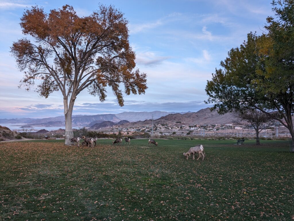 A wide landscape view of Hemenway Park in Boulder City during dusk. Several desert bighorn sheep graze on a green lawn scattered with fallen autumn leaves. A large tree with thinning orange-brown leaves stands prominently on the left. In the background, the desert town, rugged mountains, and a glimpse of Lake Mead are visible under a soft blue and purple twilight sky.