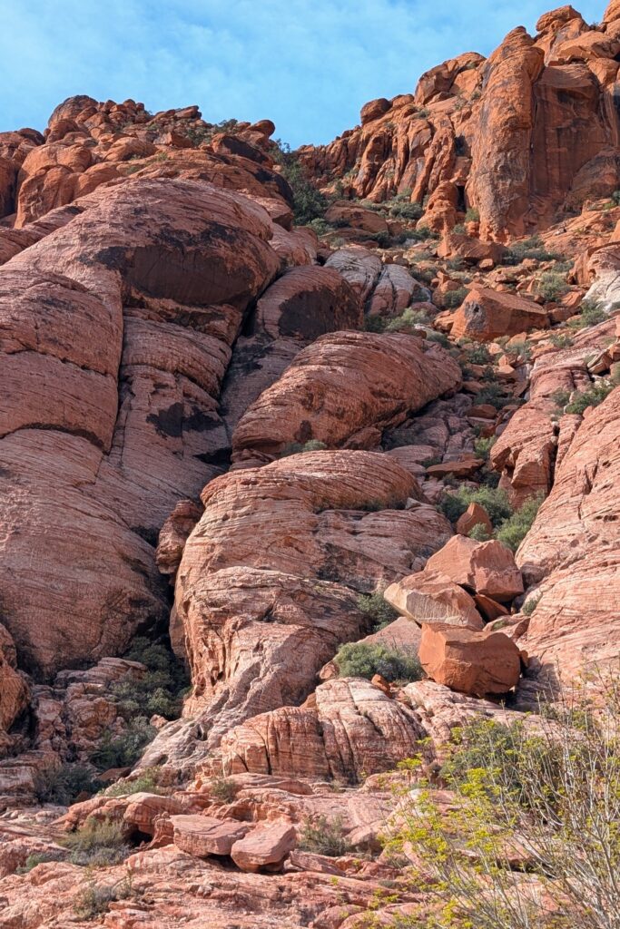 A striking view of the Red Rock Canyon landscape taken from the Girl Scout Trail. In the foreground, desert shrubs and yuccas dot the sandy, rocky terrain. The mid-ground features a vibrant contrast between brilliant red Aztec sandstone formations and light-tan limestone cliffs. Towering, jagged mountain peaks rise under a soft sky, showcasing the dramatic geological layers of the Keystone Thrust.