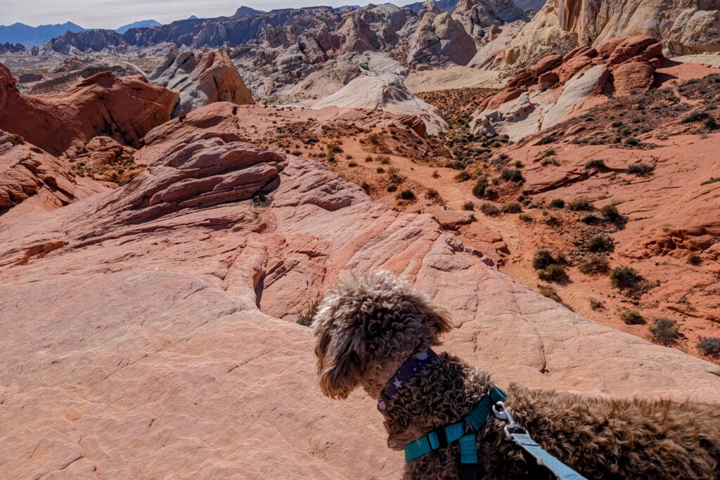 A small curly-haired dog on a leash looks out over the red and pink sandstone formations of White Domes trail at Valley of Fire State Park, with rugged desert hills and layered rock stretching into the distance under a bright sky.