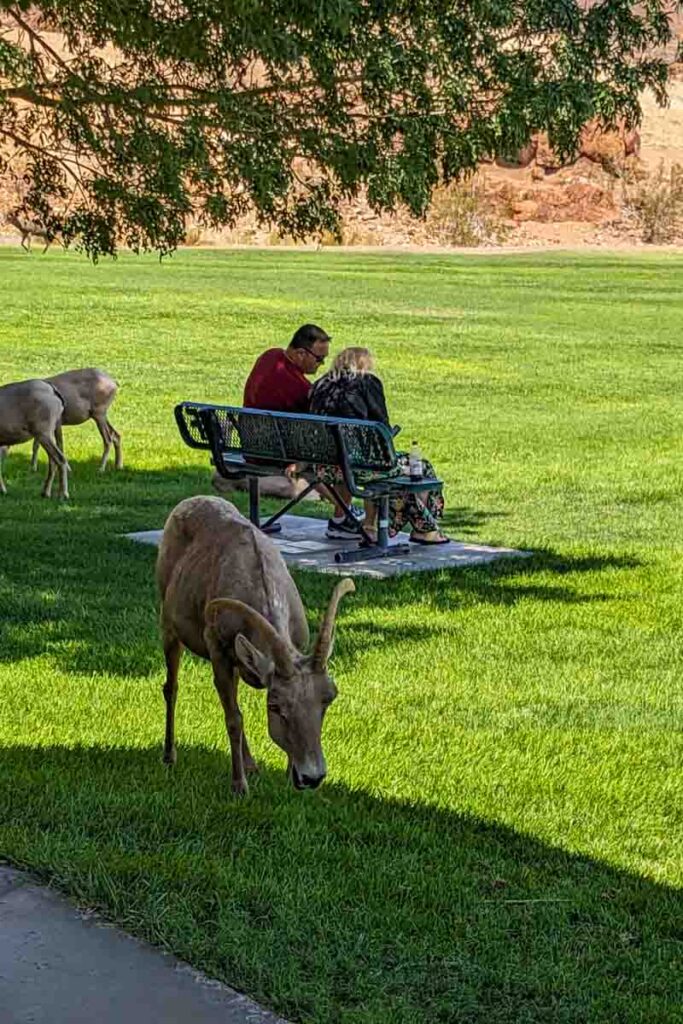 A desert bighorn sheep grazing on the lawn near visitors seated on a bench at Hemenway Valley Park.