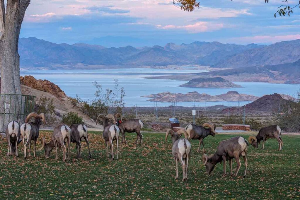 A herd of desert bighorn sheep grazing at Hemenway Valley Park with a view of Lake Mead and the surrounding mountains in the background.